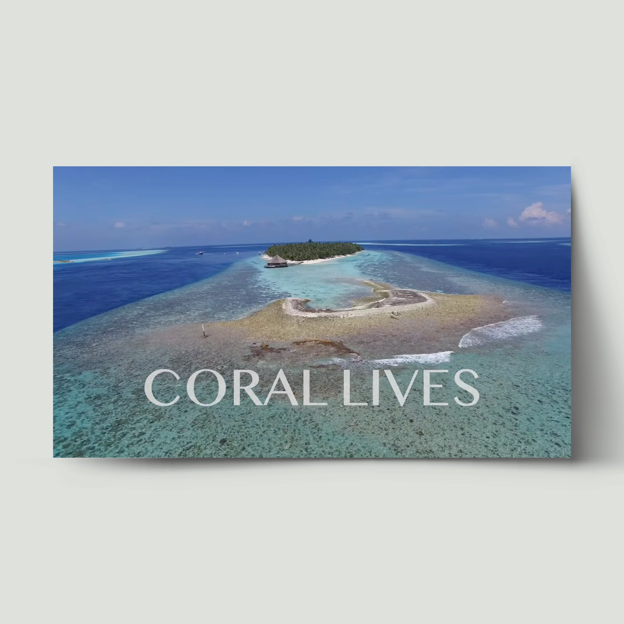 Yaşayan Mercanlar / Coral Lives