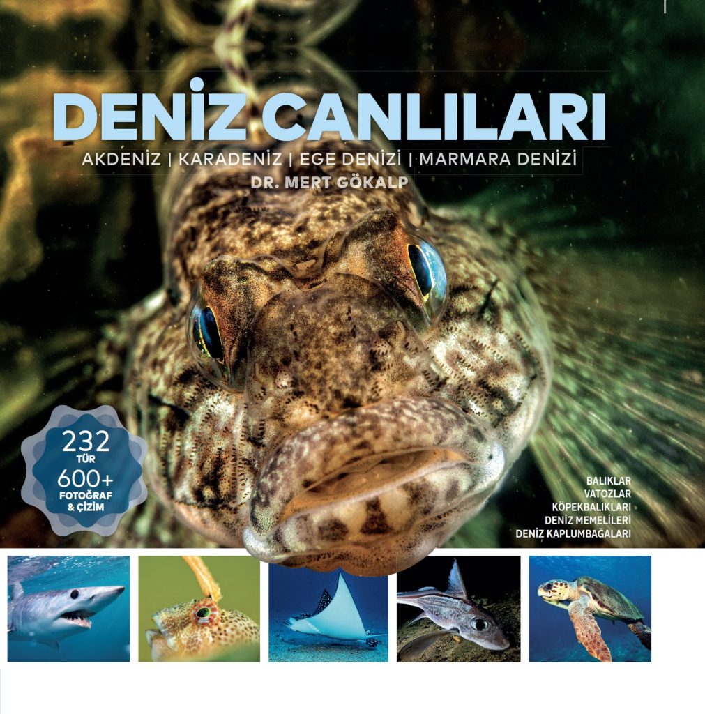 deniz-canlilari-1.jpg